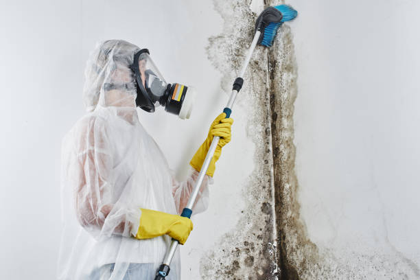 Mold Removal Process in Thatcher, AZ