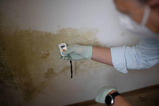Best Best Mold Removal Companies  in Thatcher, AZ