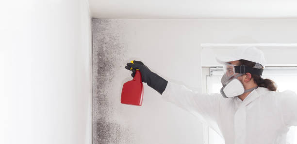 Office Mold Removal Services in Thatcher, AZ