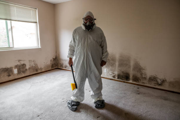 Best Local Mold Removal Service  in Thatcher, AZ