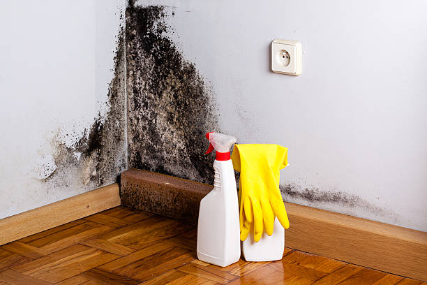 Mold Testing and Removal in Thatcher, AZ